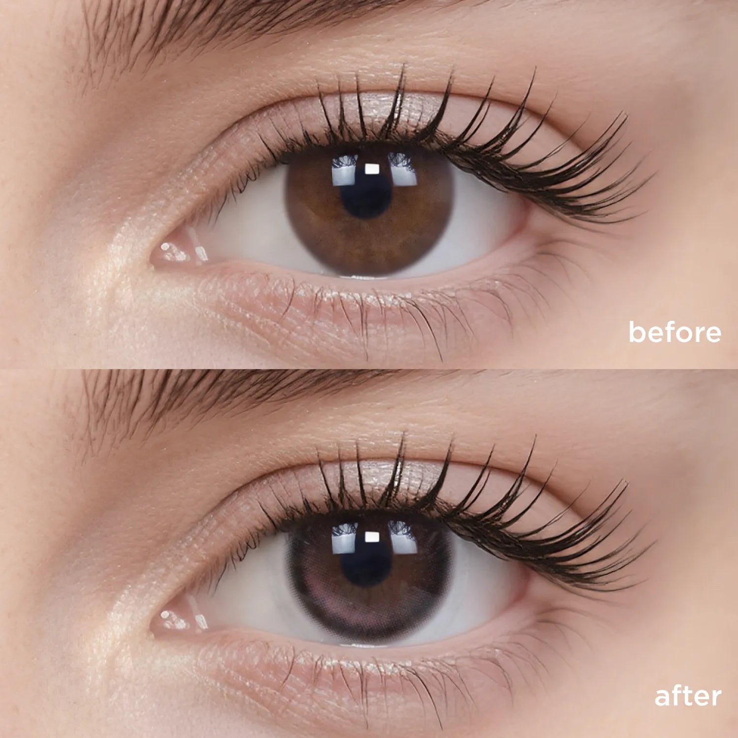 Midnight Ballet (1 Day - 10 pcs)