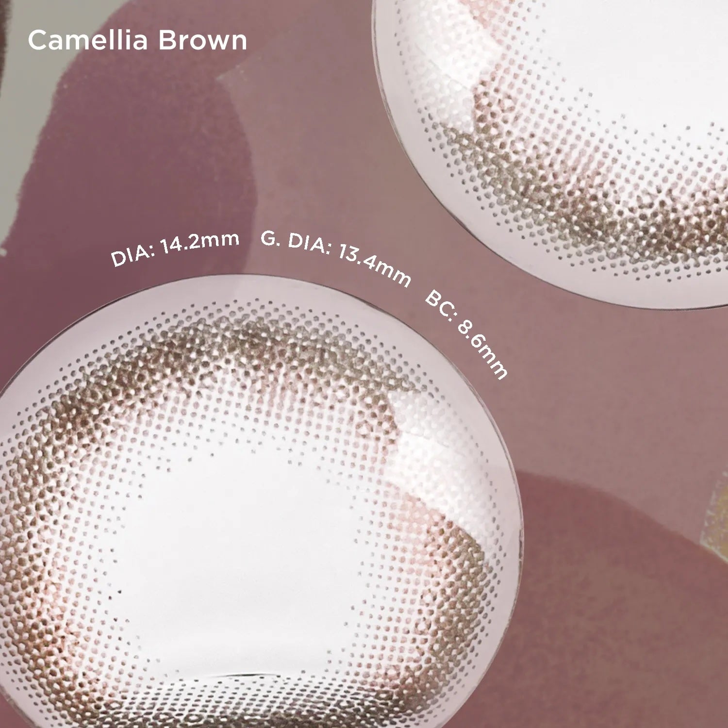 Camellia Brown (1 Day - 10 pcs)