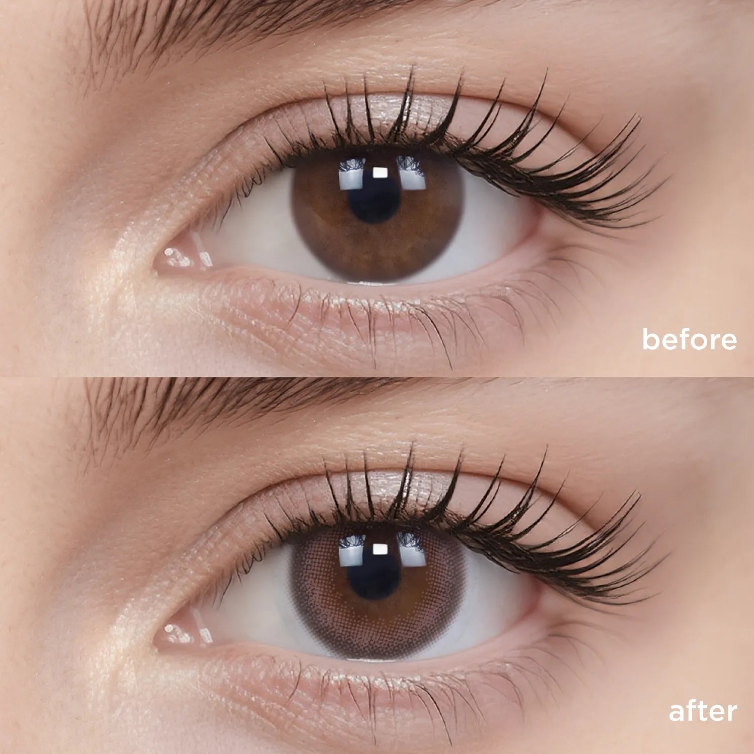 Camellia Brown (1 Month - 2 pcs)