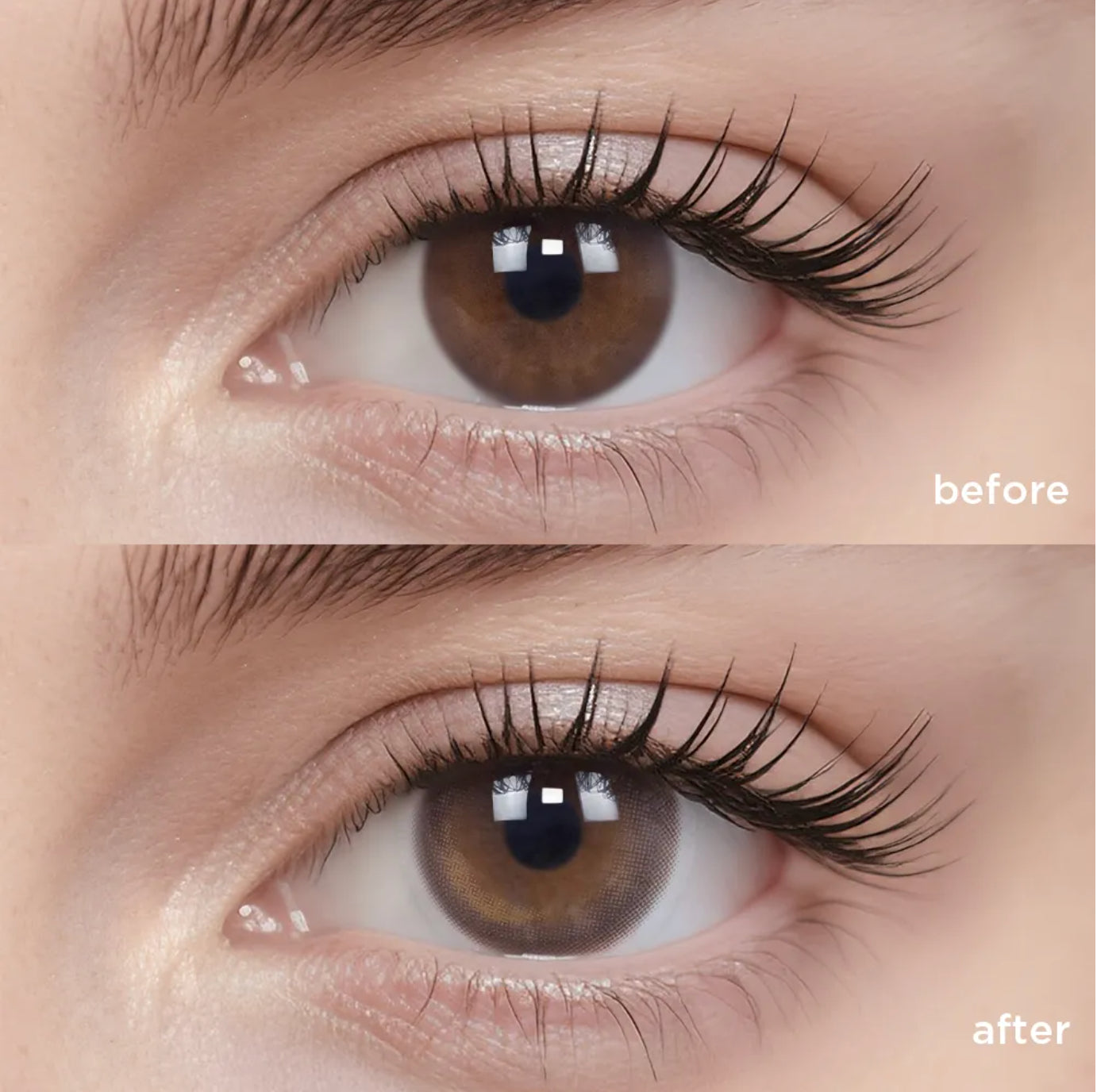 Cold Brew Oolong (6 Months - 1 pc)